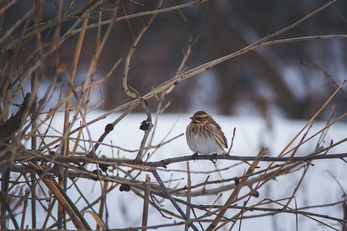 Тростниковая овсянка