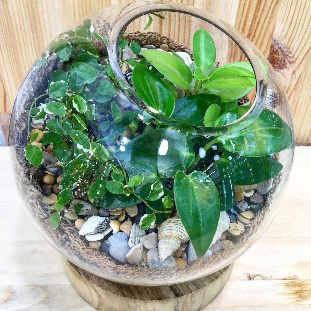 Фото из магазина "Цветочки в горшочке" на Войковской