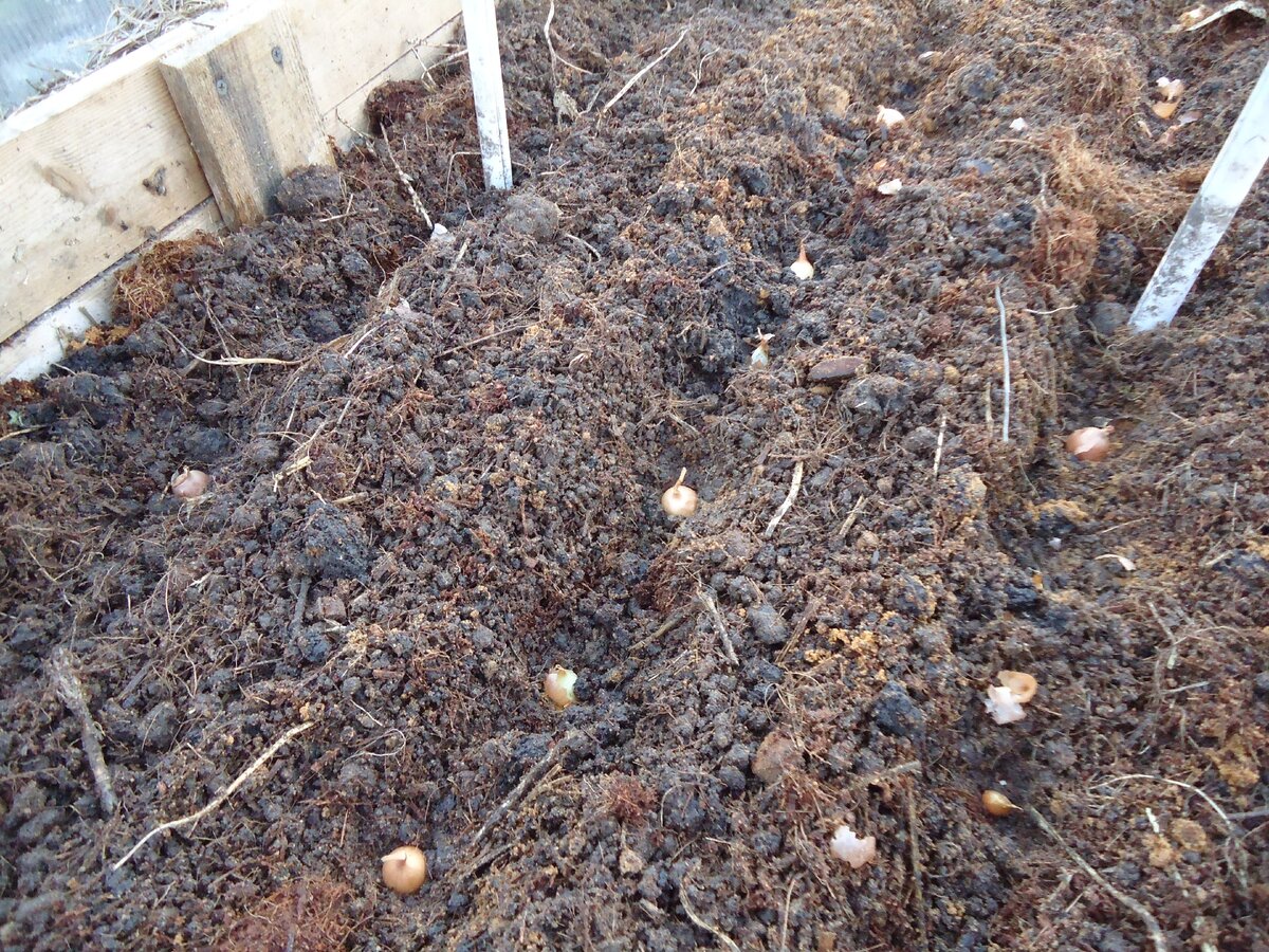Посадка лука в бороздки. Фото автора.