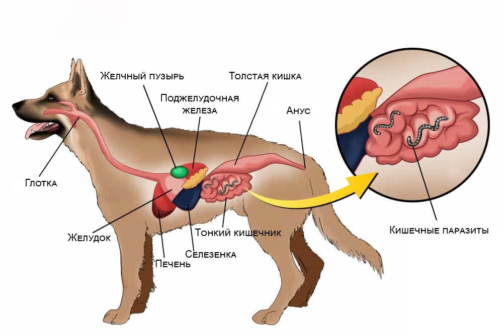 Глисты у собак