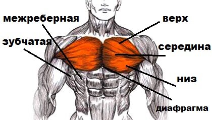 В данной программе тренировок задействованы все части грудных мышц.