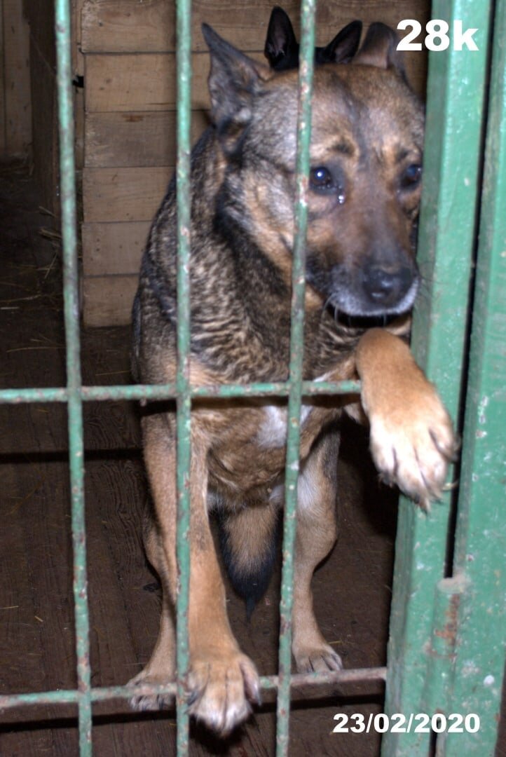 Город березники пермский край приют для собак. Несчастные животные в приютах. Собак в приюте я живой. Соликаиская 271 пенмь пниют. Приюты для собак владивосток.