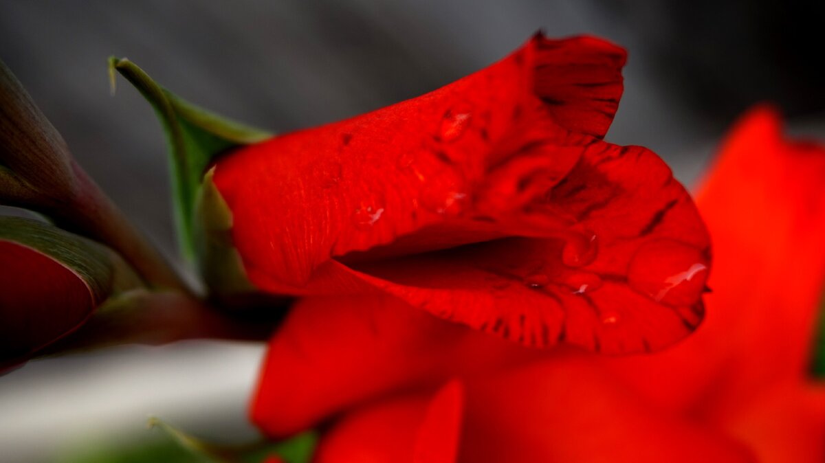 дачный гладиолус