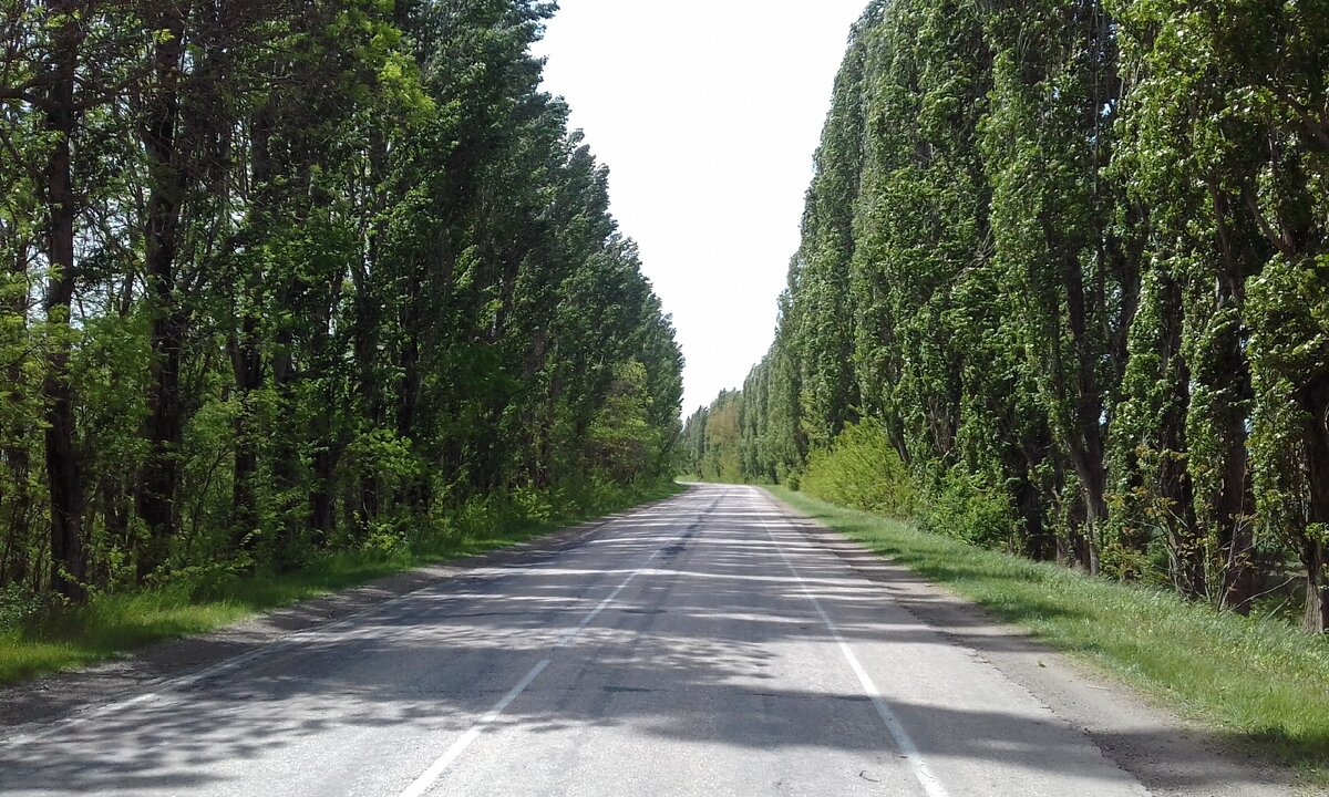 Высоченные, по крымским меркам, тополя вдоль дороги.