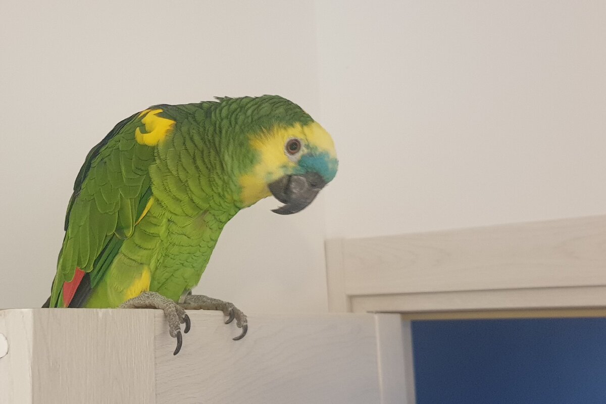 синелобый амазон Кроша