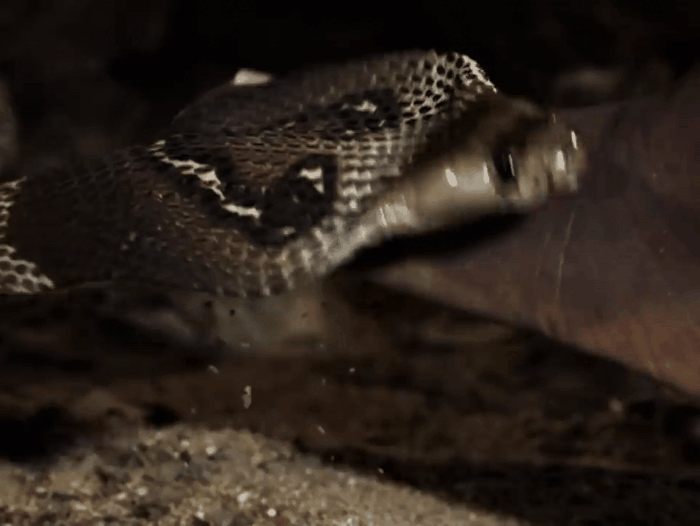 Запугивающий выпад индийской кобры (Источник: youtube.com)