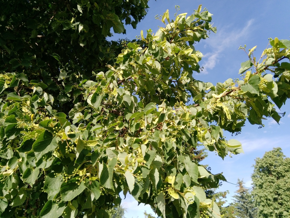 Липа набирает цвет