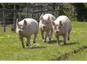 Фото с интернет источника