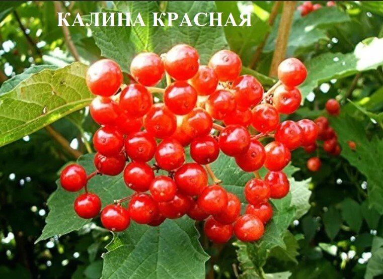 ЯГОДЫ КАЛИНЫ ДАЖЕ ВНЕШНЕ ПОХОЖИ НА ЯГОДЫ ЖЕНЬШЕНЯ