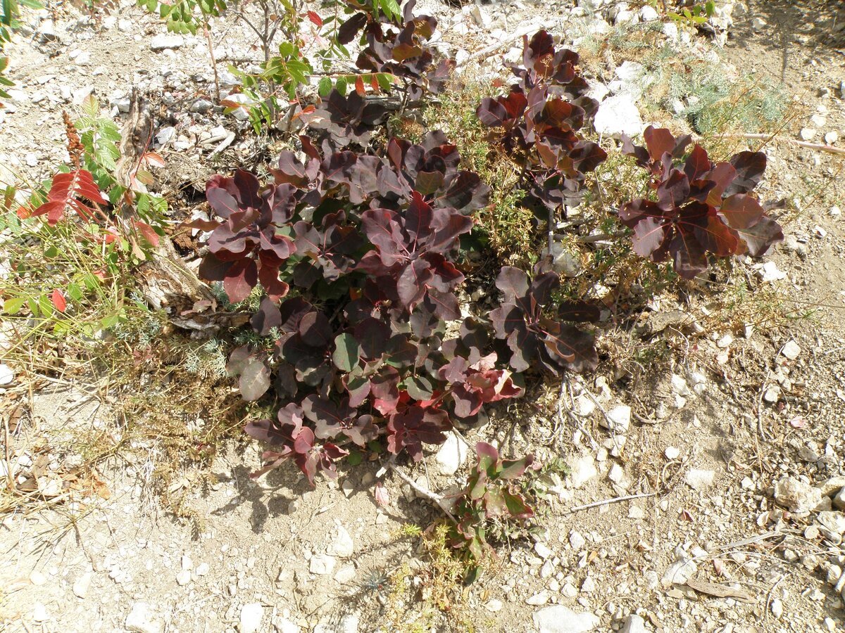 Это уже "бордово-коричневый"