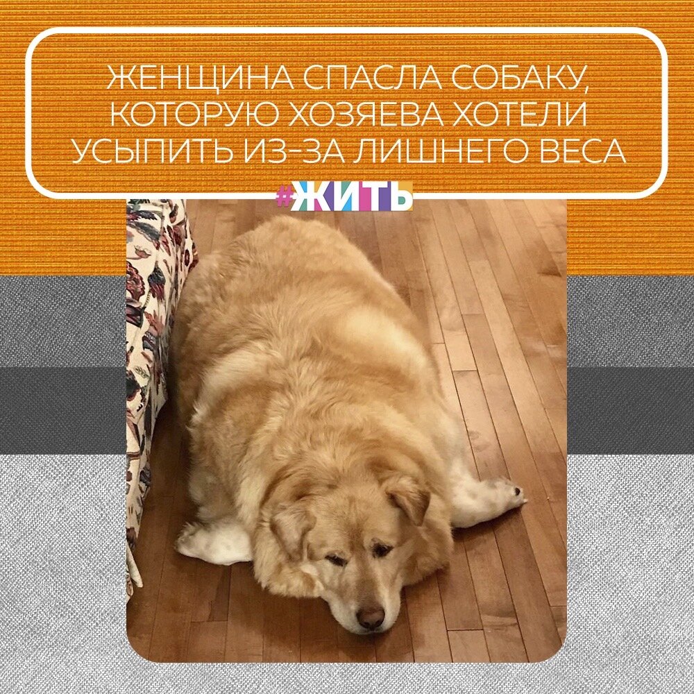 Забота о домашних животных никогда не бывает легкой задачей. К сожалению, ухаживать за ними, общаться с ними, заботиться о питании, следить за тем, чтобы их здоровье было хорошим и многие другие вещи могут стать непосильными для некоторых людей😢

Поэтому, вместо того, чтобы получить помощь или просто стараться изо всех сил для своих питомцев, некоторые люди прибегают к тому, чтобы отдать их на усыновление или, что еще хуже усыпить. Это именно то, что случилось с четвероногим героем нашего рассказа: красивым  дружелюбным золотистым ретривером, сильно прибавившем в весе, живя со своим владельцем, который затем решил, что у животного слишком много проблем, и решил усыпить его🙊

Однако, как только собаку доставили в клинику, ветеринар отказался от эвтаназии. Вместо этого он помог псу найти новый дом❤️

И теперь этот красавец изменился до неузнаваемости и по-настоящему счастлив😻

Спасибо добрым людям, что не бросили животное в беде🙏

А у Вас есть домашний питомец? Расскажите нам о нем🤲

#жить #проектжить #животные #добро