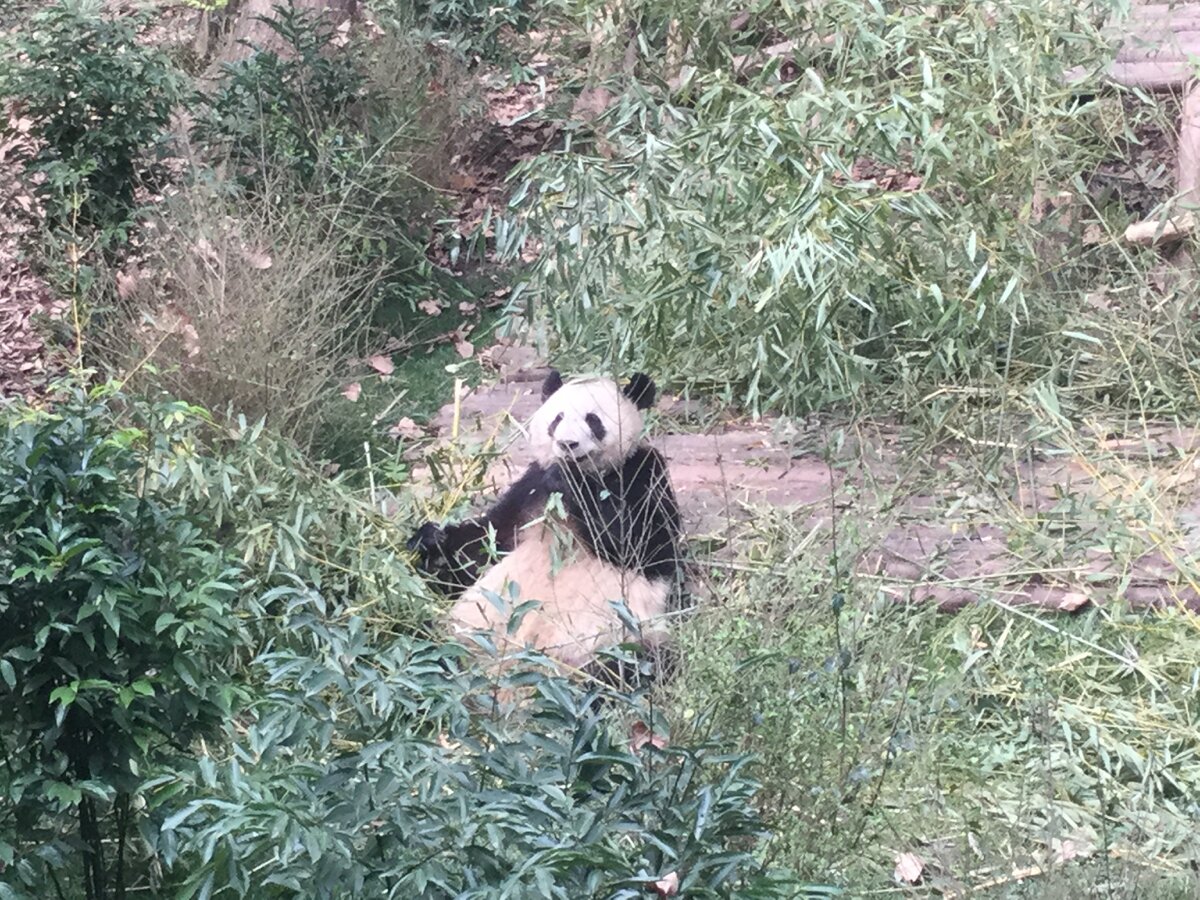 кушает бамбук) 