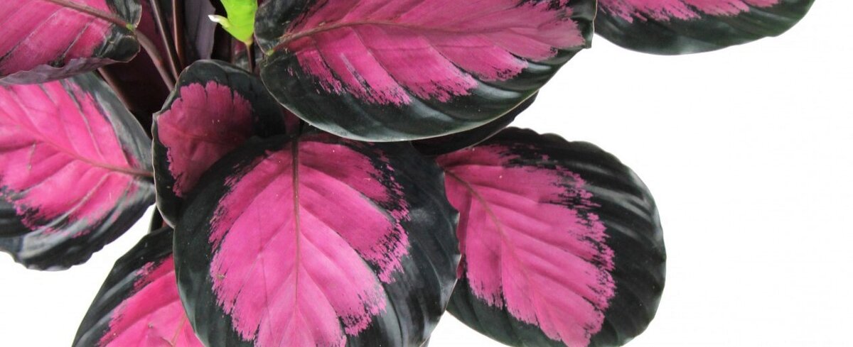 Калатея (Calathea)