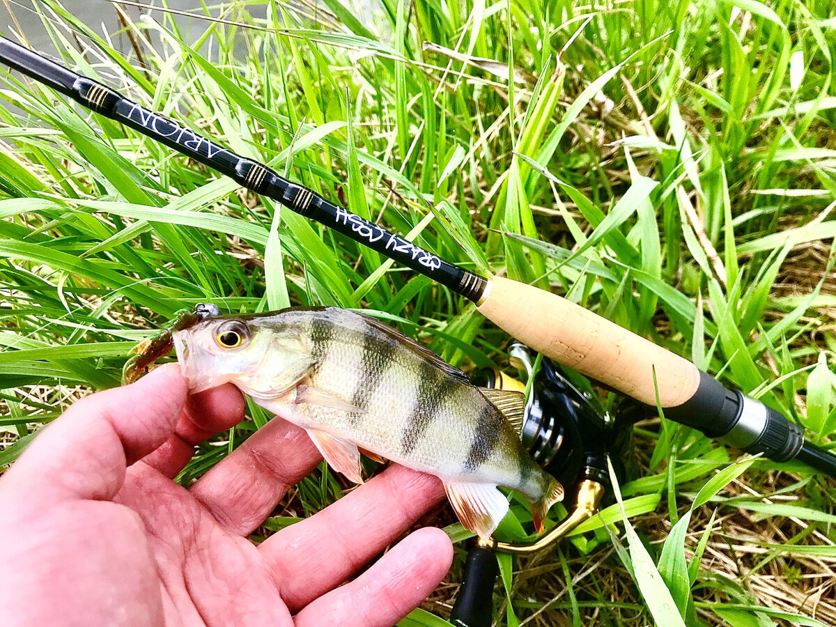 Крейзи орион. Спиннинг Орион 3-12. Crazy Fish Arion. Комплект дайва и Крези Фиш Арион. Crazy Fish Orion 902.