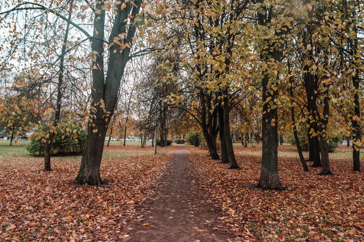 Пионерский парк. Санкт-Петербург