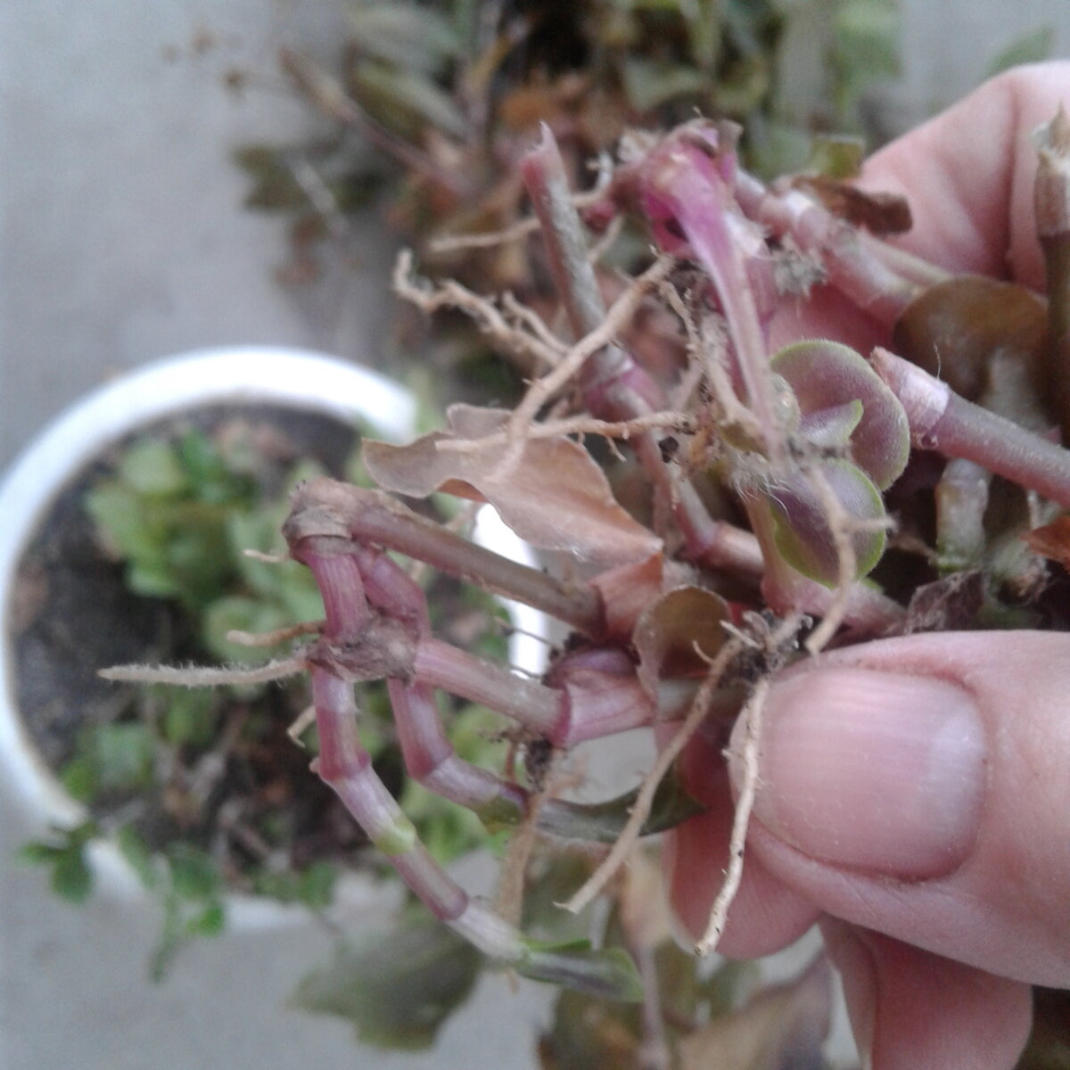 Часть побегов удалила с корнями