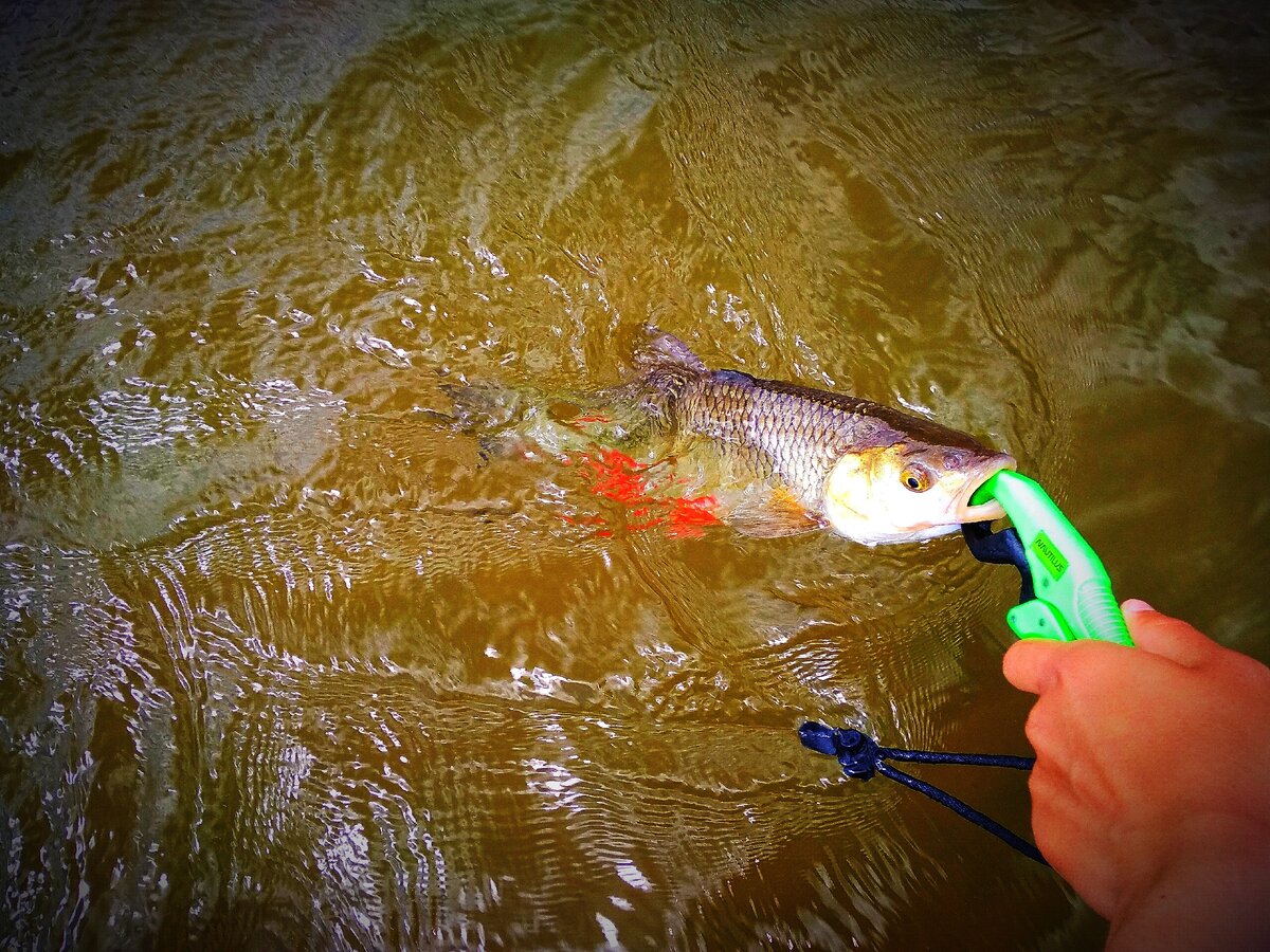 Голавль на Crazy Fish Deep Runner!