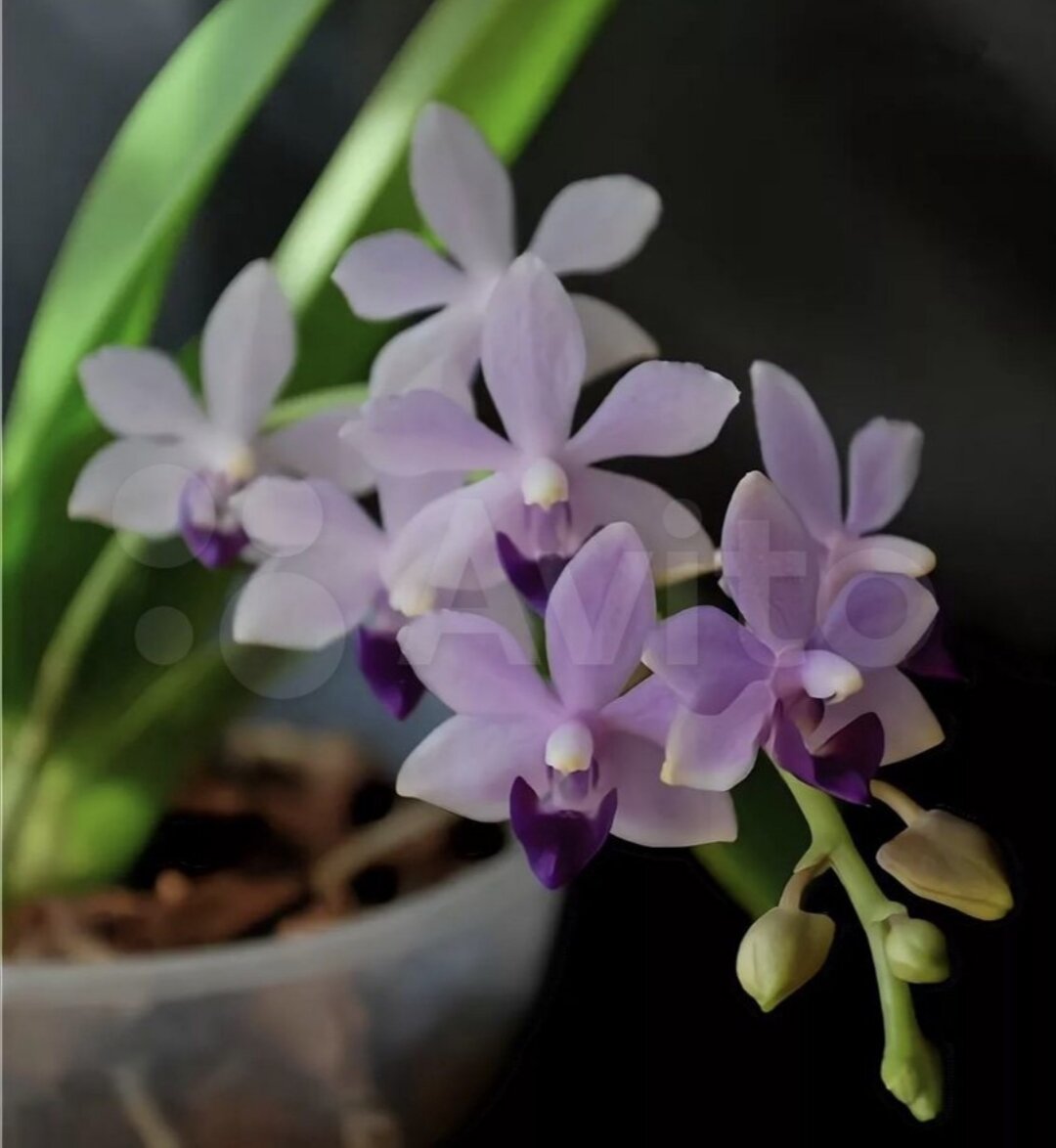 Фото орхидеи у продавца на Авито