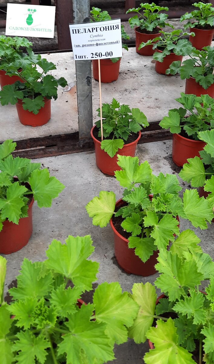 Розово- фиолетовая пеларгония