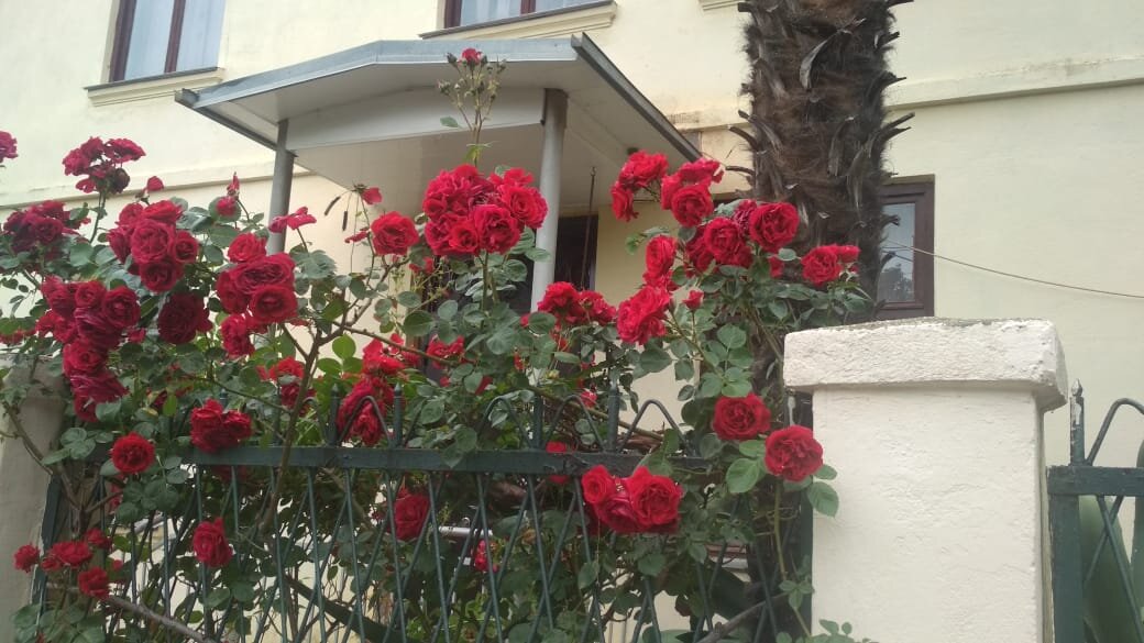 Кусты роз - выше роста человека. Фото автора