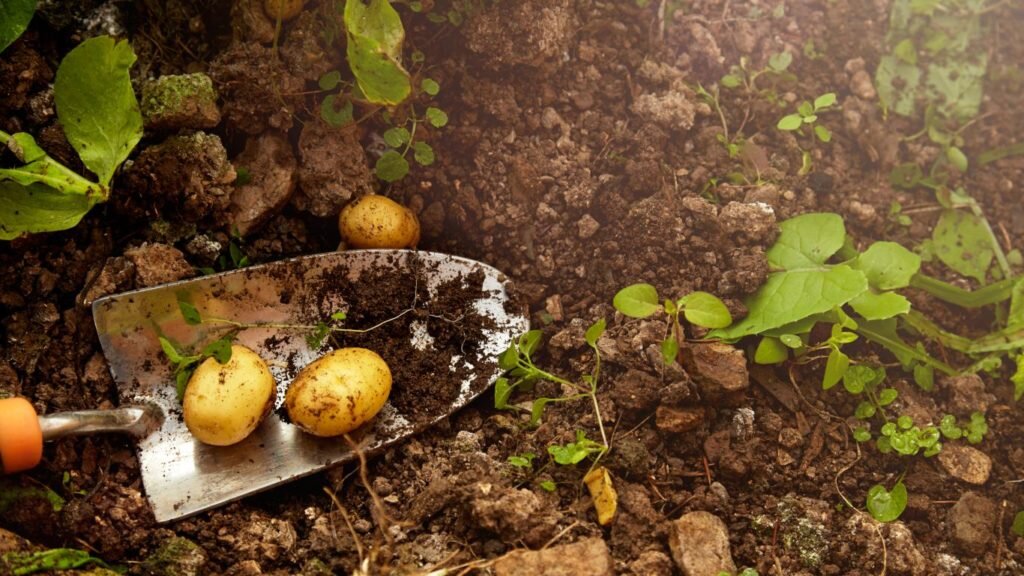 Что делать с картошкой