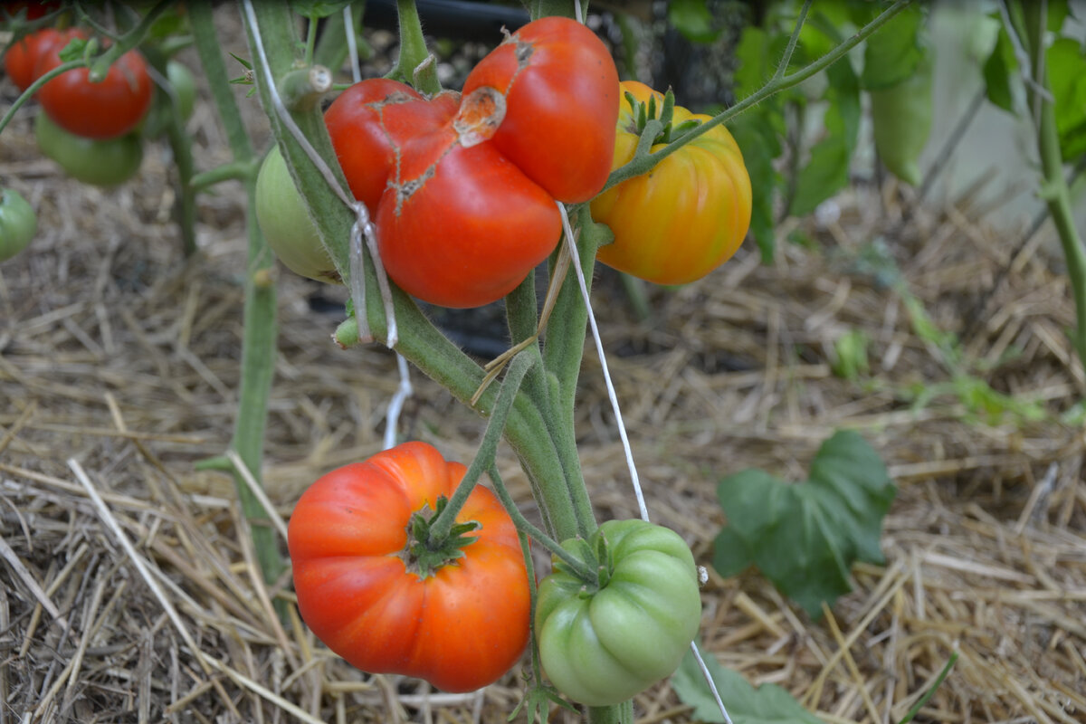 Десять помидоров. МАУ фей томат 10шт (ред.сем). Какие сорта помидор выращивают в Узбекистане. Помидор 10 часов крутится.