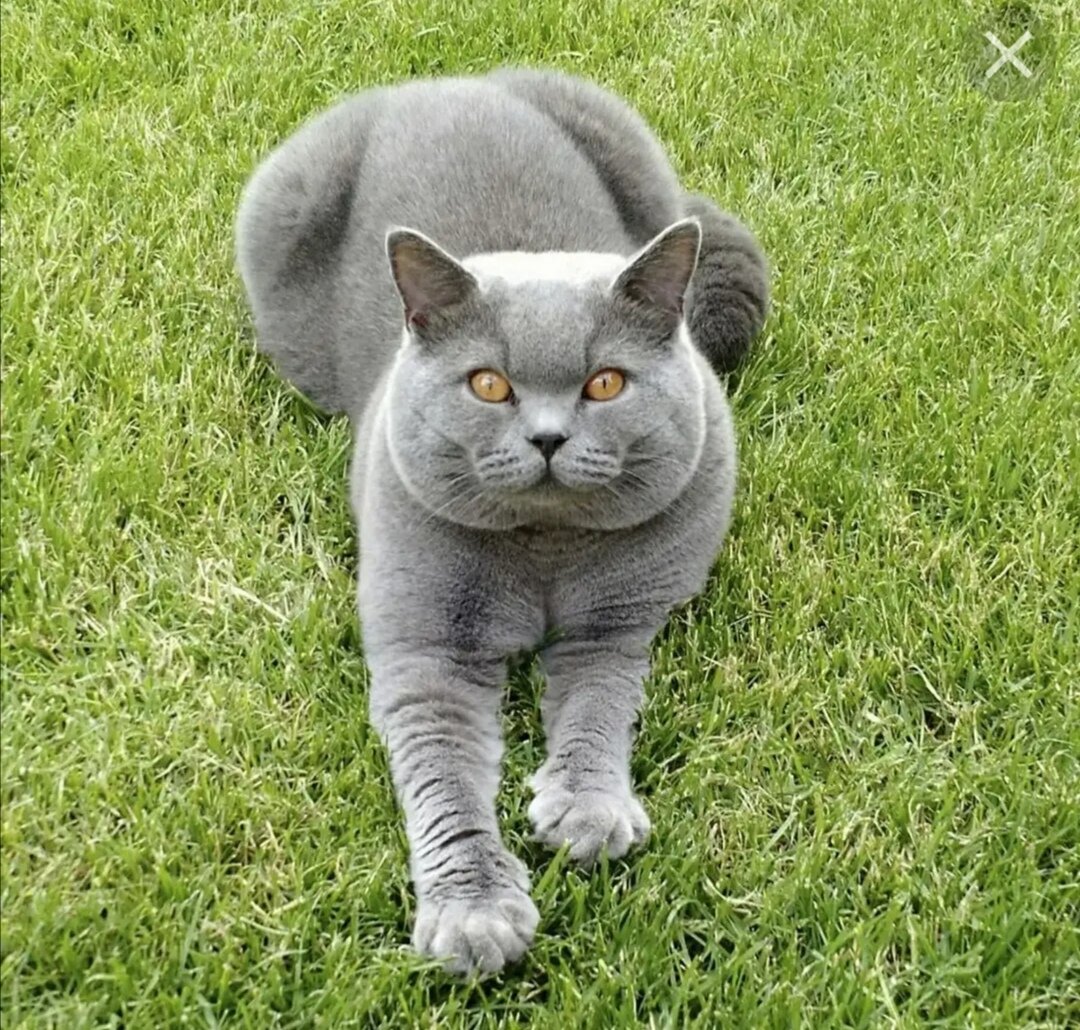 Британская короткошерстная. Источник: яндекс картинки