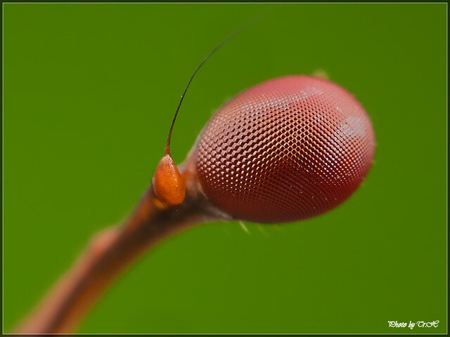 Видите усик?