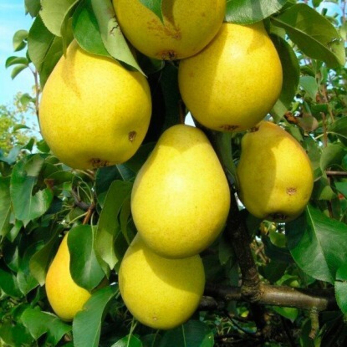 Груша обыкновенная чижовская. Груша чижовская описание опылители. Груша сорт чижовская. Груша чижовская таблица сорт опылитель. Груша чижовская опылители.