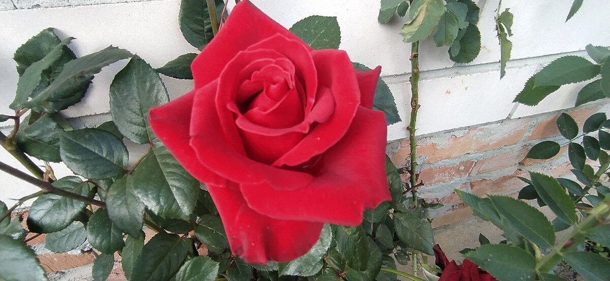 Цветение розы в конце сентября