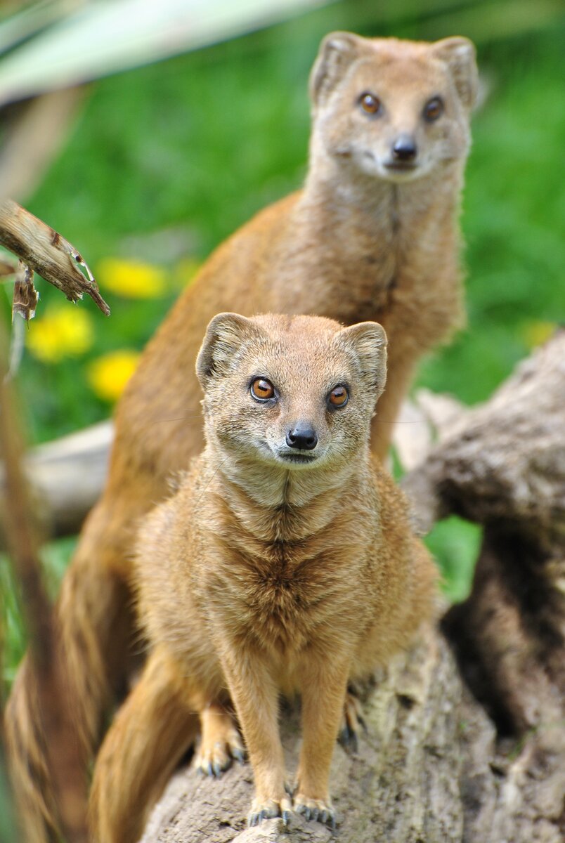 Пусечка желтый мангуст с прямоугольными зрачками.  Источник: John5199, CC BY 2.0 <https://creativecommons.org/licenses/by/2.0>, via Wikimedia Commons