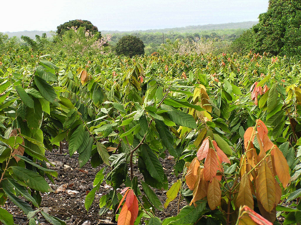 Манго шри ланка. Южная Америка плантации какао. Венесуэла плантации какао. Дерево какао в Андах. Плантации какао бобов.