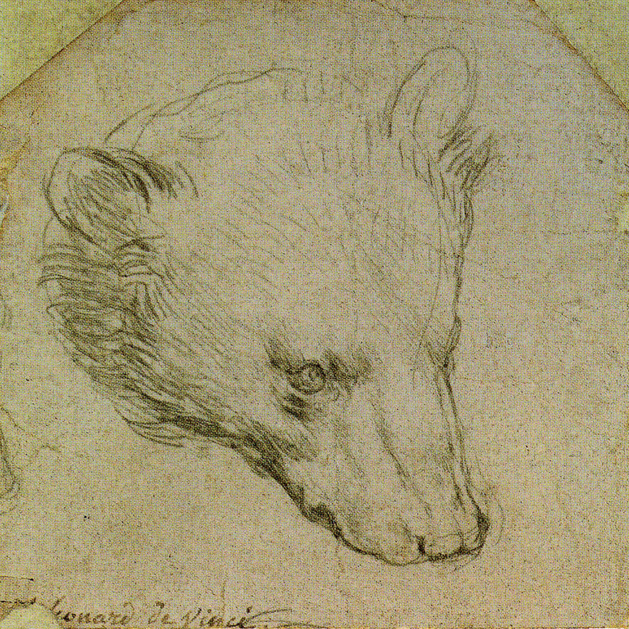 Леонардо да Винчи «Голова медведя»