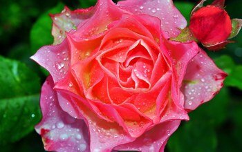 Картинки из интернета