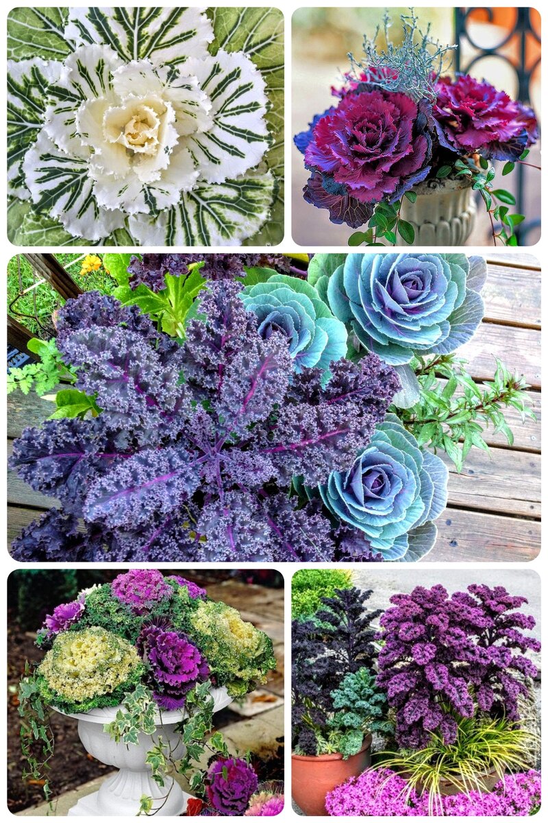 Капустные букеты в кашпо