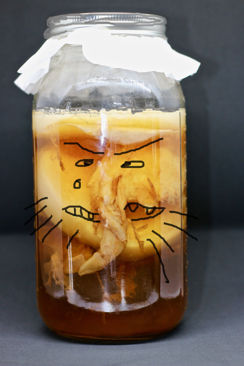 Чайный гриб