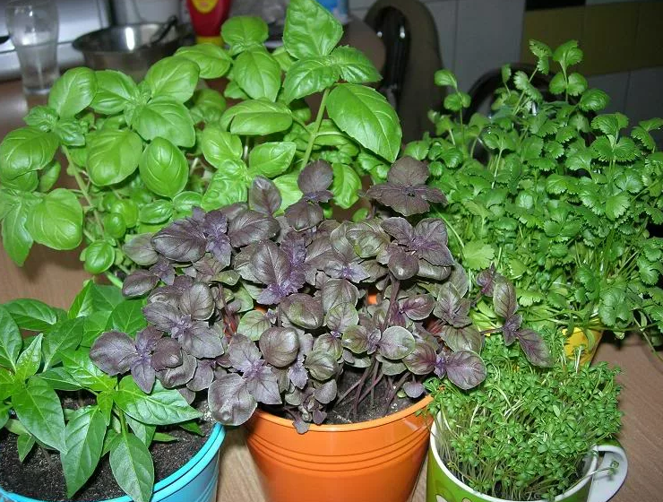 Фотография взята из источника absolut-dostavka.ru 