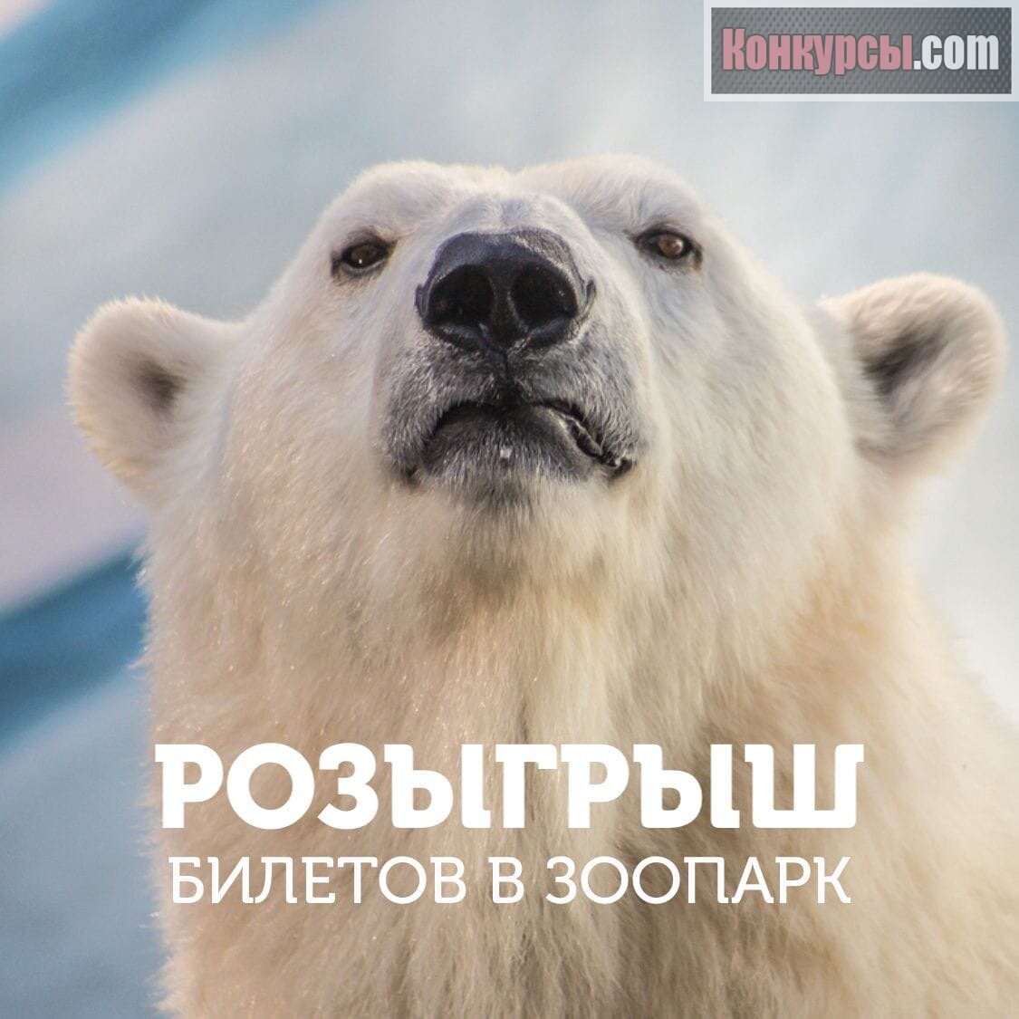 🐻 РОЗЫГРЫШ БИЛЕТОВ В ЗООПАРК Дарим позитивные эмоции и заряд хорошего настроения! Совместно с Афишей Новосибирск разыгрываем несколько билетиков. Условия участия как всегда просты.
⠀
👇🏻Что нужно сделать
⃣ Быть подписанным на АФИШУ НОВОСИБИРСК и НОВОСИБИРСКИЙ ЗООПАРК
⃣ Поделиться данным постом 👉🏻(https://vk.com/wall-72314163_83912)👈🏻 у себя на стене
⃣ Написать в комментариях ЭТОГО ЖЕ поста у АФИШЫ НОВОСИБИРСК «готово» (Не на своей стене😅)

Итоги подведём 25 марта на странице Афиша Новосибирск с помощью рандомайзера
⠀
И всем удачи 👐