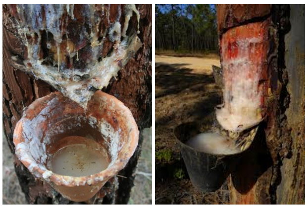 
Целебная смола, называемая живицей, обладает уникальными лечебными свойствами. Такое ценнейшее лекарство щедро дарят людям лиственницы, кедры, сосны, ели, пихты и другие хвойные деревья. Существует несколько способов сбора живицы. Выбор подходящего зависит от того, в каком состоянии находится смола - жидком или затвердевшем.

Вам понадобится
- емкость, плотно закрывающаяся;
- шнур 150 см.;
- тканевая салфетка, пропитанная растительным маслом;
- шило с тонким жалом;
- нож.
Инструкция

1 Сбор живицы для ее максимальной полезности производите вдали от городских поселений и автострад. Выбирайте деревья, растущие на сухой почве, так как они обладают большей смолистостью, чем деревья, произрастающие на влажной почве.

2 Сбор затвердевшей (застывшей) живицыЗастывшую смолу можно заготавливать круглый год. Собираясь на сбор живицы, подготовьте емкость с крышкой, нож и промасленную салфетку. Зайдя в хвойный лес, найдите деревья с естественными трещинами или нанесенными ранее повреждениями коры, из которых сочилась и застыла смоляная жидкость. На таких деревьях достаточно пригодных для сбора капель и наплывов затвердевшей смолы.

3 Выбрав подходящее дерево, приступайте к сбору. Протрите нож промасленной салфеткой, чтобы смола не липла к ножу. Срежьте наплыв и поместите живицу в подготовленную емкость. Не срезайте смолу большими пластами - из-за ее тягучих свойств это проблематично. Помните, что в холодное время года смола менее липкая, и собирать ее намного удобнее.

4 Сбор свежей прозрачной живицыСбор свежей живицы производите с начала сокодвижения хвойных деревьев, которое начинается ранней весной и длится до наступления осени.

5 В жаркую погоду смола накапливается интенсивнее и имеет более щедрую отдачу. Помните, что чем выше температура воздуха, тем более жидкое состояние имеет смола. Не собирайте свежую живицу в дождливую или холодную погоду - в такое время отдача смоленой жидкости очень скудная.

6 Зайдя в хвойный лесной массив, выберите молодое деревце. Подготовьте емкость для сбора смолы и шнур, с помощью которого можно привязать емкость к дереву. У основания одной из толстых веток деревца сделайте надрез глубиной на толщу коры, длиной 5-6 см и подставьте под него емкость для сбора.

7 Для сбора живицы с пихты подготовьте шило с тонким жалом, а также баночку из темного стекла с плотно закрывающейся крышкой. Находясь в хвойном лесу, обратите внимания на ствол пихты. Его особенностью являются небольшие бугорки под корой, которые заполнены живительной смолой. Такие бугорки расположены по всей высоте дерева, но сбор преимущественно производят в нижней части, наиболее доступной для заготовительных работ. В нижней доле найденного бугорка сделайте прокол шилом. Подставьте под прокол емкость для сбора живицы. Надавите на бугорок и выдавите смолу.

8 Живица достаточно быстро затвердевает на открытом воздухе, поэтому емкость всегда держите закрытой. При желании залейте смолу растительным маслом, чтобы она дольше оставалась жидкой и прозрачной.