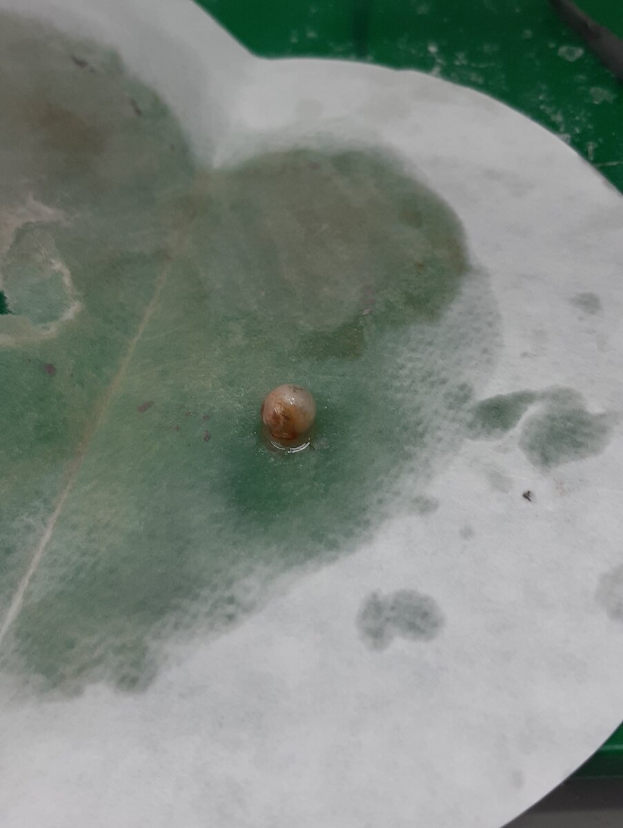 Шарик натрия