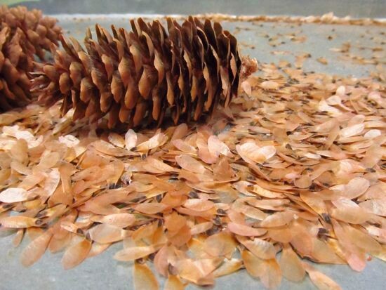 Шишка и семена