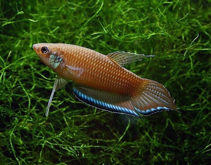 Рыба растения. Бетта рыба аквариумная. Hoplolatilus starcki. Wild Betta. Betta enisae.