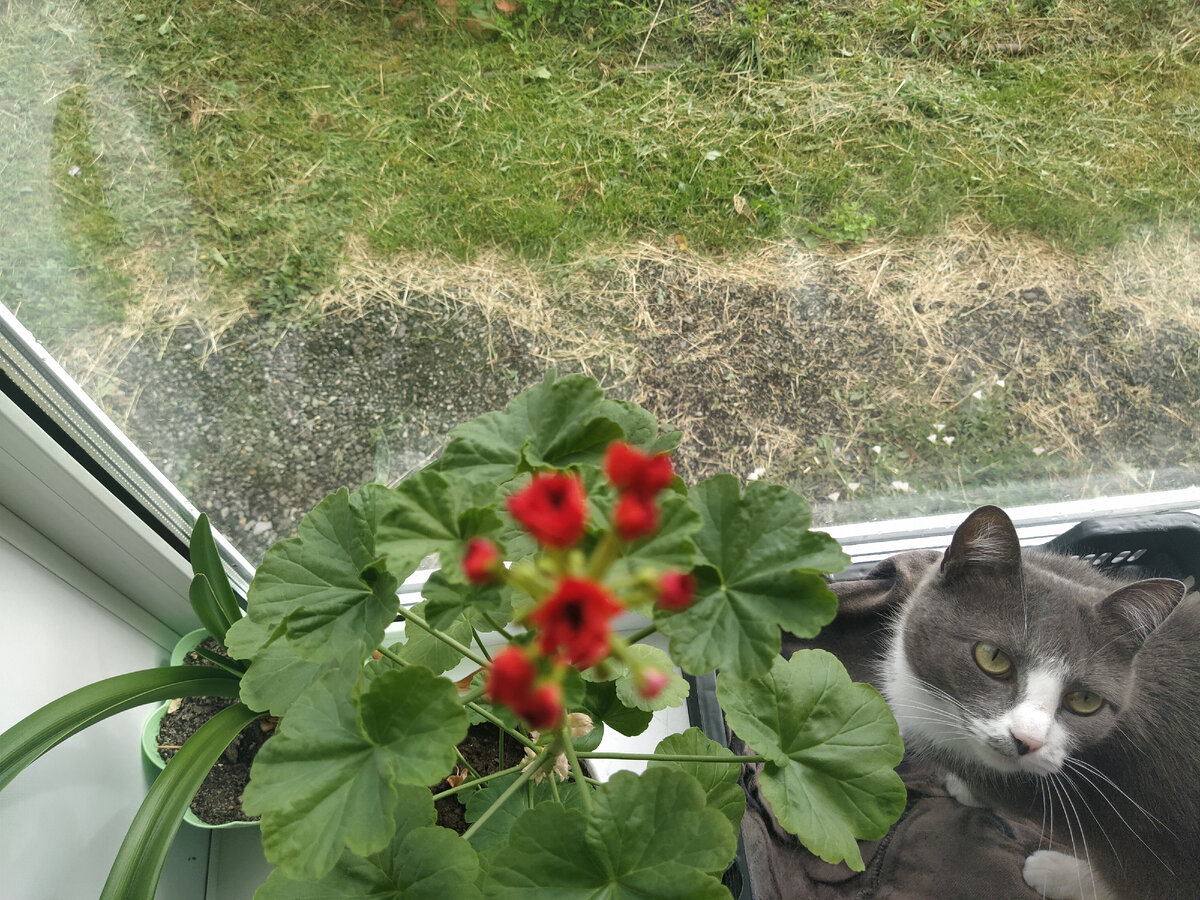 Уж больно нравится это фото...Хотела сфотать цветение, а фокус перехватила киса🤣