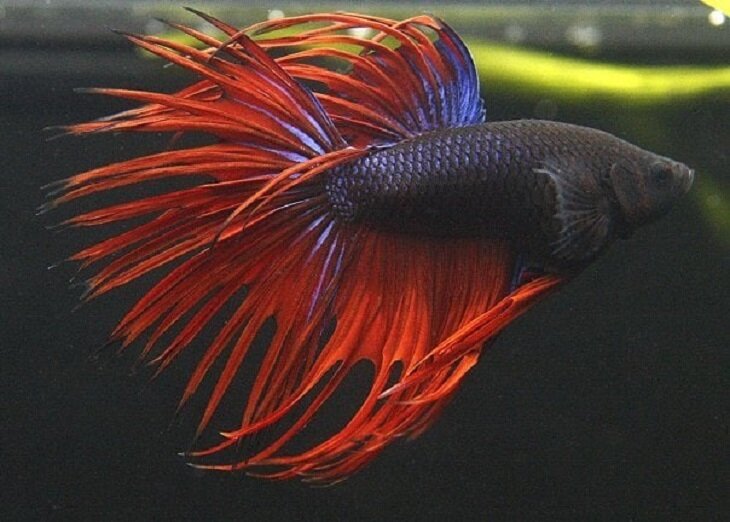 | Фото: Клуб любителей аквариумных рыбок во ВКонтакте