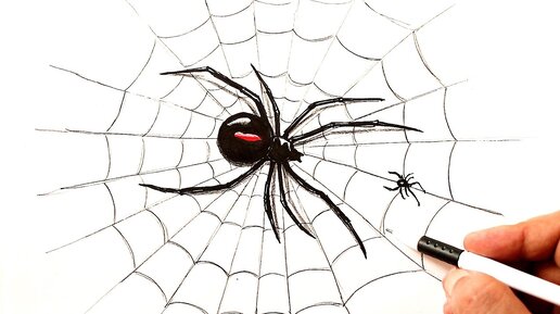 Как нарисовать паука | Рисунок паука поэтапно каранадашом