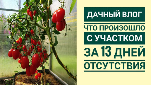 ТЕПЛИЦА ГОРИТ 😲🔥 от томатов🍅🍅🍅 Дачный влог.