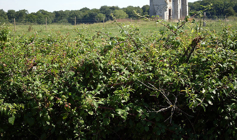Кусты ежевики - надёжная ограда местных полей