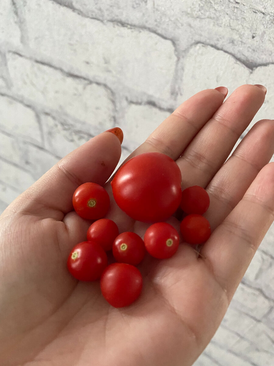 Мой урожай ))