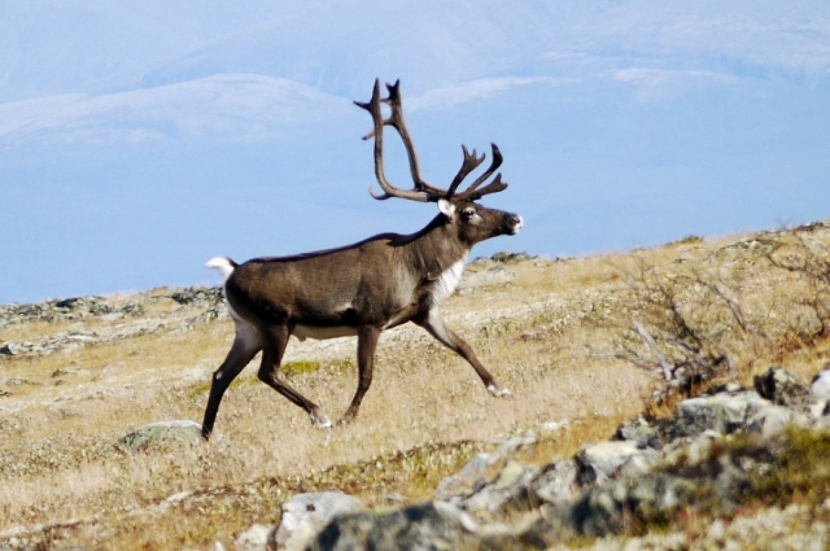    По российскому законодательству домашние олени не должны находиться в заповедниках.