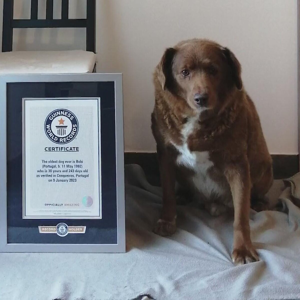 Самый старый пёс по кличке "Боби"